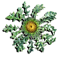 Domaine de la Cardabelle